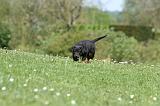 BEAUCERON - PUPPIES 330